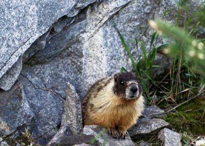 Mother Marmotte